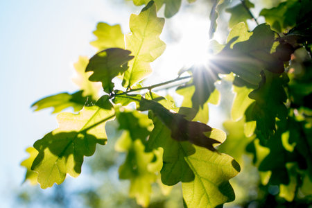 Young oak leaves trimmed by the sun