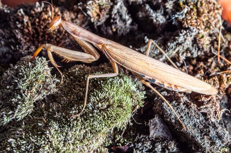 Praying mantis of white colorの写真素材
