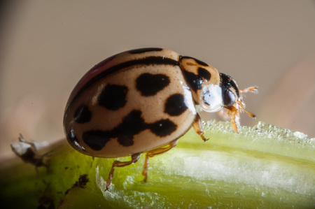 golden ladybugの写真素材