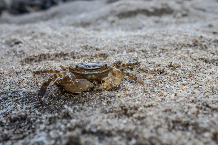 Crab in the sandの写真素材