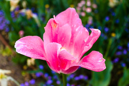 Pink flowerの写真素材