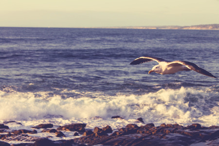 La jolla seagullの写真素材