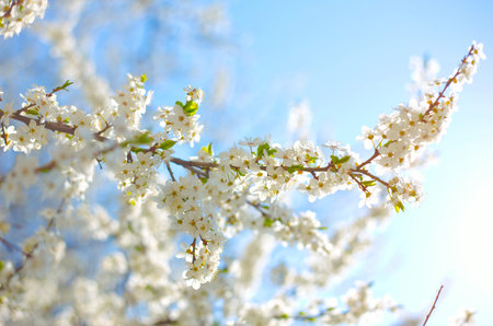 apple tree with many flowers
