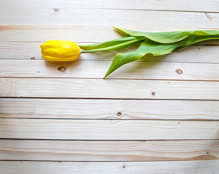 Yellow  tulipの写真素材