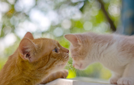 portrait of  cat and a kitten