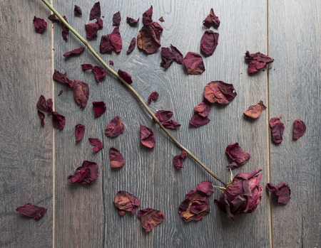 dry roseの写真素材