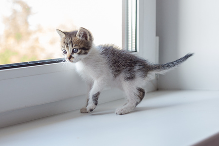 Cute tabby kitten at the window. Adorable small kittyの写真素材