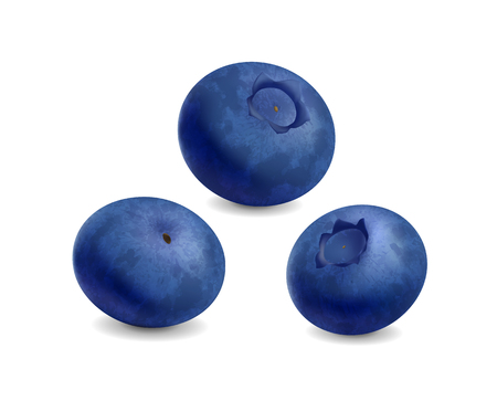 Blueberries isolated on white background. Realistic Vector illustrationのイラスト素材