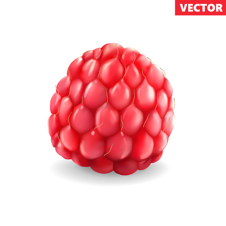 Raspberry isolated on white background. 3d vector icon. Realistic illustrationのイラスト素材