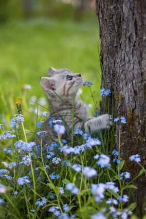 Little Playful Gray Kitten on a Green Grass in the meadow with forget-me-nots near the tree. Cat for the first time outdoor.の写真素材