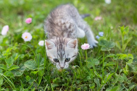 Little Playful Gray Kitten Play and Run on a Green Grass. Cat for the first time outdoor.の写真素材