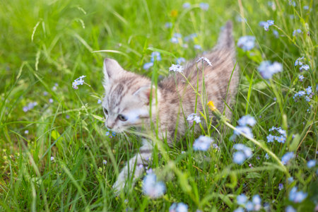 Little Playful Gray Kitten Play and Run on a Green Grass in the meadow with forget-me-nots. Cat for the first time outdoor.の写真素材