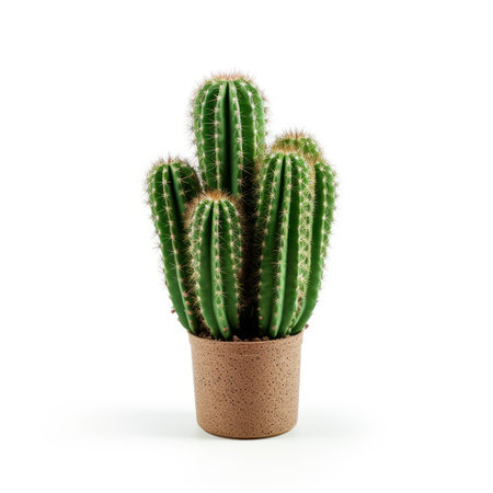 Small cactus in pot isolated on white background. Potted plant, Interior detail conceptの素材