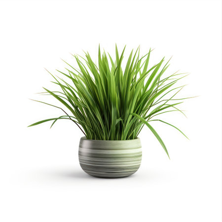 Houseplant grass. Green bush in a ceramic pot. Potted plant isolated on white background. Eco-friendly conceptの素材