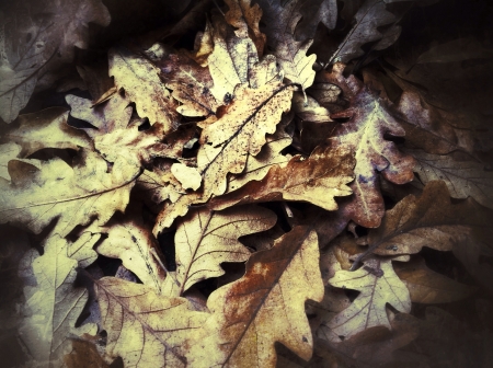 Fallen oak tree leaves in the beautiful heart of Cape Town the Company Gardensの素材