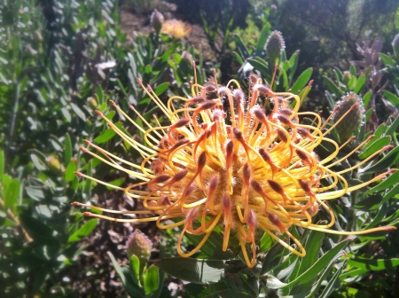Protea flower south africa cape townの素材