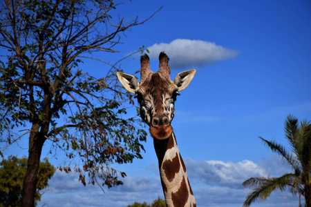 The giraffes in the wild natureの写真素材