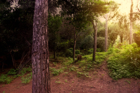 The forest in the autumnの写真素材