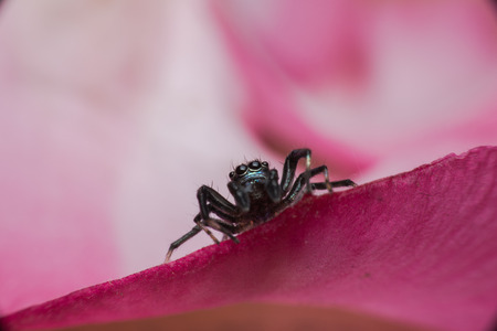 Spidersの写真素材