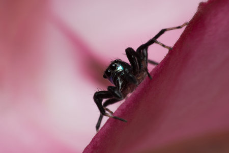 Spiderの写真素材