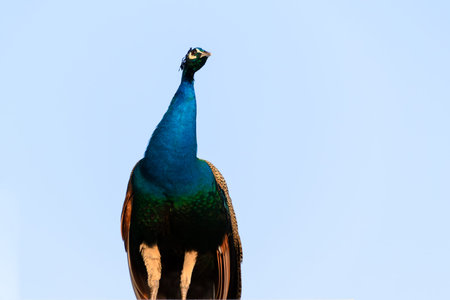 Peacock isolated on blue skyの写真素材