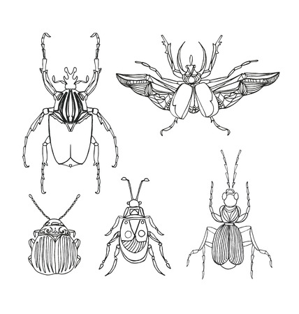 Hand drawn engraving Sketch beetles set. Can be used for for postcard, t-shirt, fabric bag or poster. Insect collection.のイラスト素材
