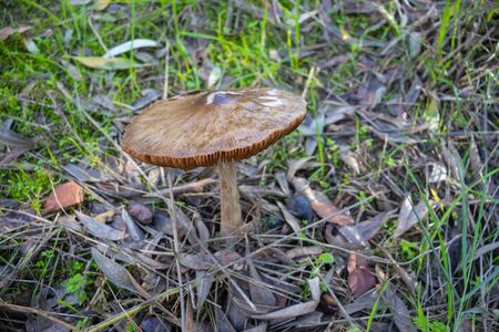 Agaricus is a genus of mushrooms containing both edible and poisonous species in autumnの写真素材