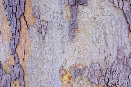 Brown bark tree texture backgroundの写真素材