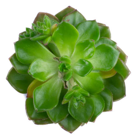 Aloe cactus succulent plant isolated on white.. Top view.の写真素材