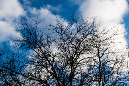 Tree silhouette with blue skies and clouds in southwest Michigan.