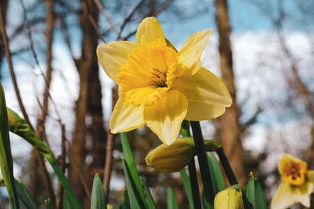 Yellow daffodils on a sunny Spring day.の写真素材