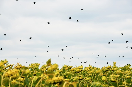 The flight of birds which is flying by over a field from sunflowersの写真素材