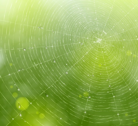 Natural background with a spider web and drops のイラスト素材