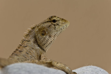 Chameleon