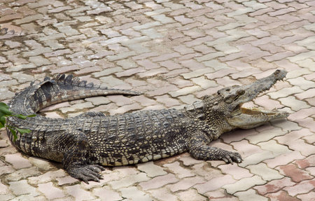 Crocodileの写真素材