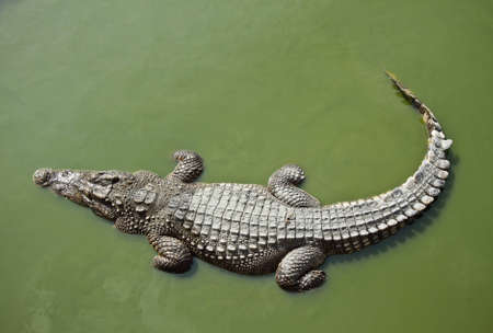 Crocodileの写真素材