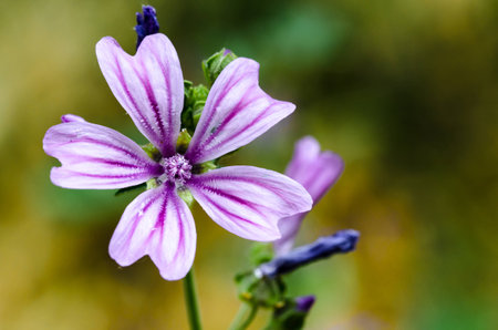 Mallow in the foreground with nice background in green color,の写真素材