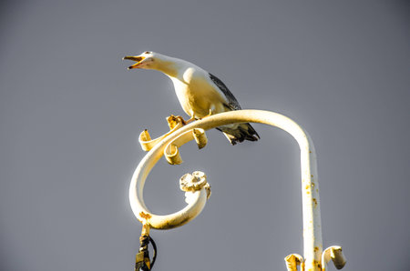 Seagull crying on a white lamppost near the seaの写真素材