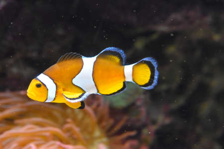 tropical fish, jellyfish, anemones and others from the underwater worldの写真素材