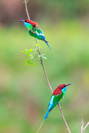 The blue throated Bee Eater
