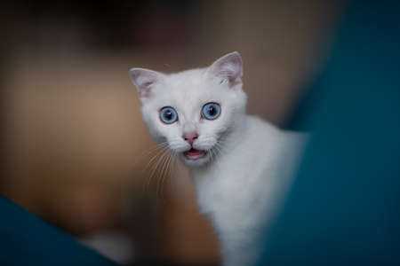 silver gradient cat close upの写真素材