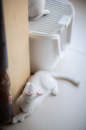 Pet cat silver gradient silver dotsの写真素材