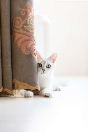 Pet cat silver gradient silver dotsの写真素材