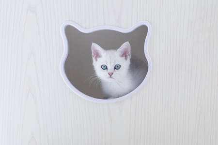 Pet cat silver gradient silver dotsの写真素材
