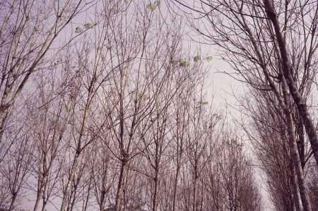 rubber treesの写真素材
