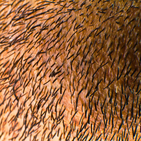 close-up of cut hair from a beard 
