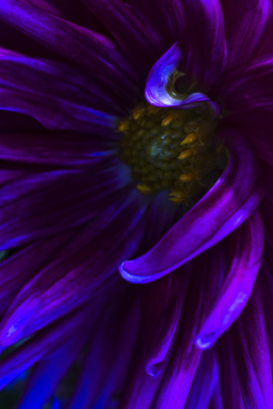 Macro shot of a bloom in low light.の写真素材