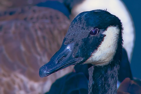 A close up shot for a swan's head and neck.の写真素材