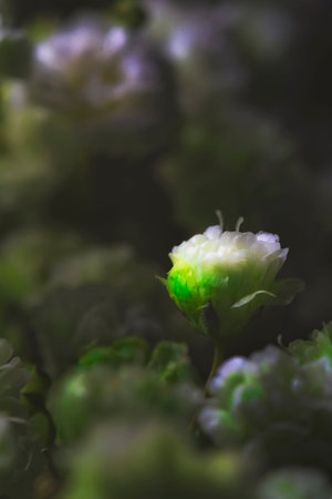 Dramatic macro shot for a little bloom glowing in the darkness with shallow depth of field and...