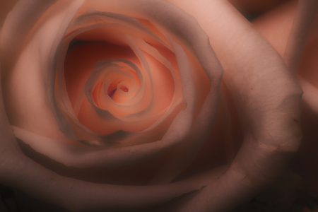 Macro shot for a rose's center with petals and a play of light mimicking chiaroscuro concept.の写真素材